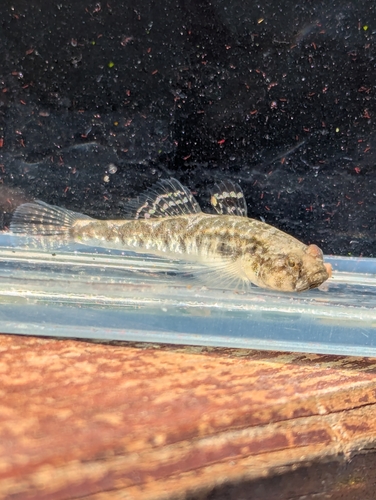Adriatic dwarf goby (Knipowitschia panizzae) — Gobiidae