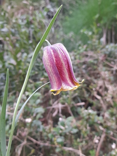 Pyrenean fritillary (Fritillaria pyrenaica)