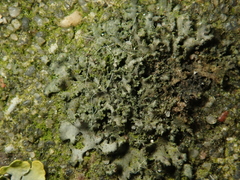 Phaeophyscia nigricans
