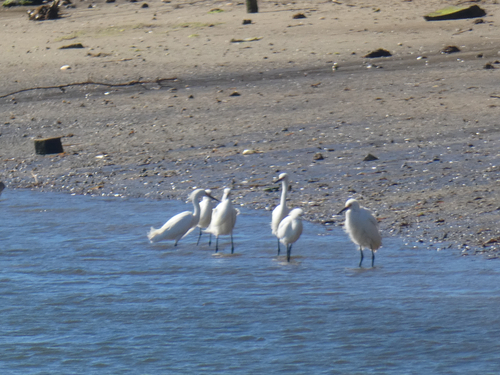 Snowy Egret photographed in New York