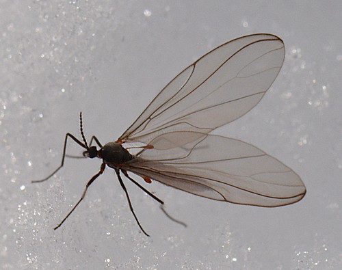 Eucatocha barberi