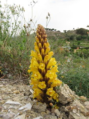 Cistanche lutea