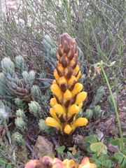 Cistanche lutea
