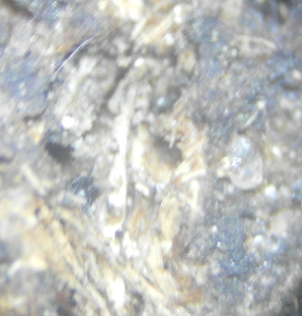 Delitschiaceae