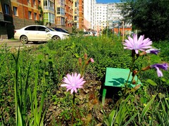 Cicerbita macrophylla uralensis