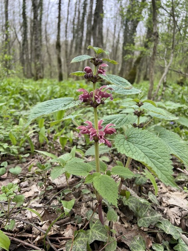 Balm-leaved Archangel (Lamium orvala)