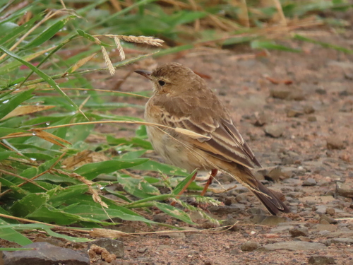 iNaturalist image