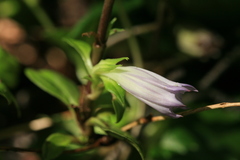 Tripterospermum trinervium