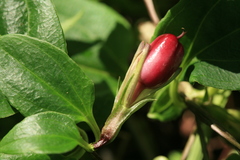 Tripterospermum trinervium