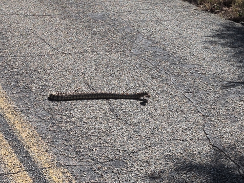 iNaturalist observation photo of Northern Pacific Rattlesnake