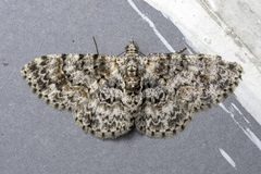 Myrioblephara