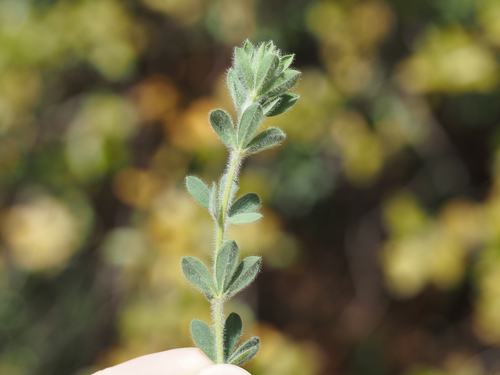 Hairy Canary-clover (Lotus hirsutus)