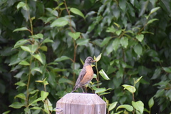 Turdus migratorius