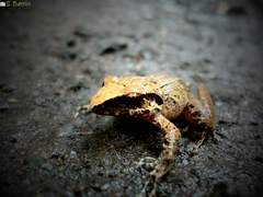 Pristimantis w-nigrum