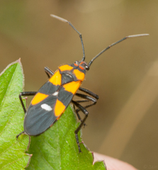 Oncopeltus famelicus