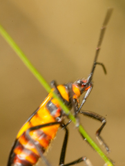 Oncopeltus famelicus