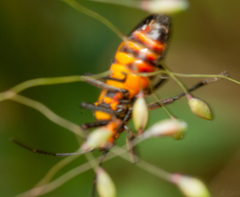 Oncopeltus famelicus