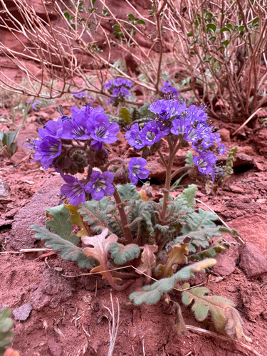 Harlequin Phacelia (Phacelia howelliana)