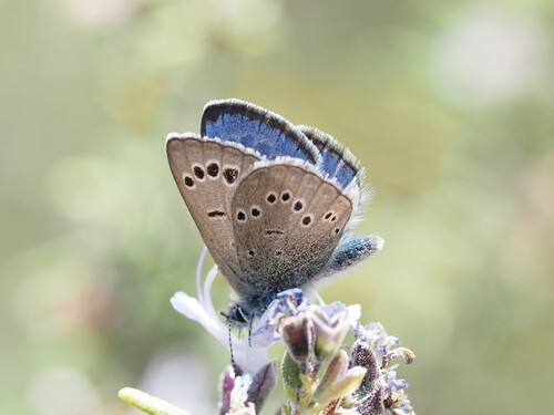 Black-eyed Blue