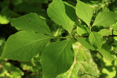 Euonymus miniata