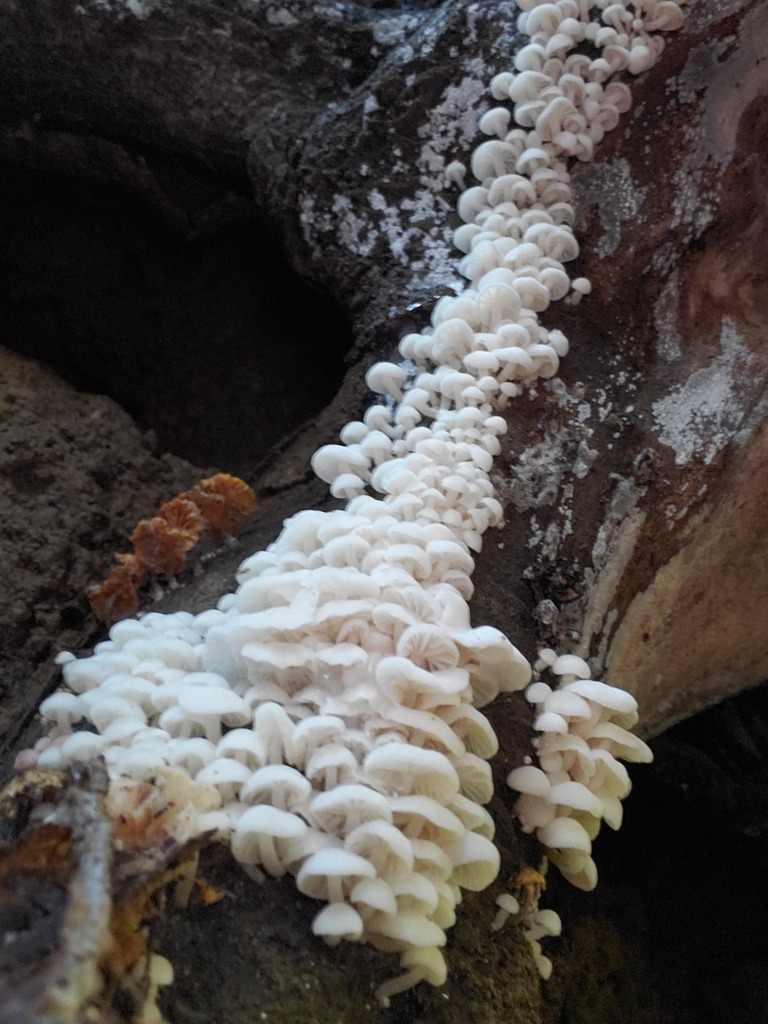 Marasmiellus candidus · December 2025 · photo: © arlenedevitt (iNaturalist, cc-by)
