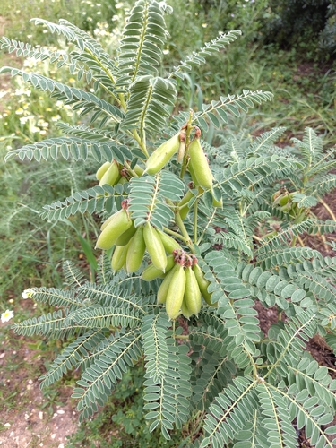 Iberian Milkvetch (Erophaca baetica)