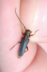 Phytoecia waltli