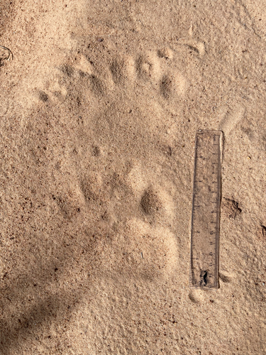 American Black Bear photographed in Utah