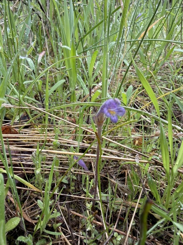 oneflower broomrape (Aphyllon purpureum)