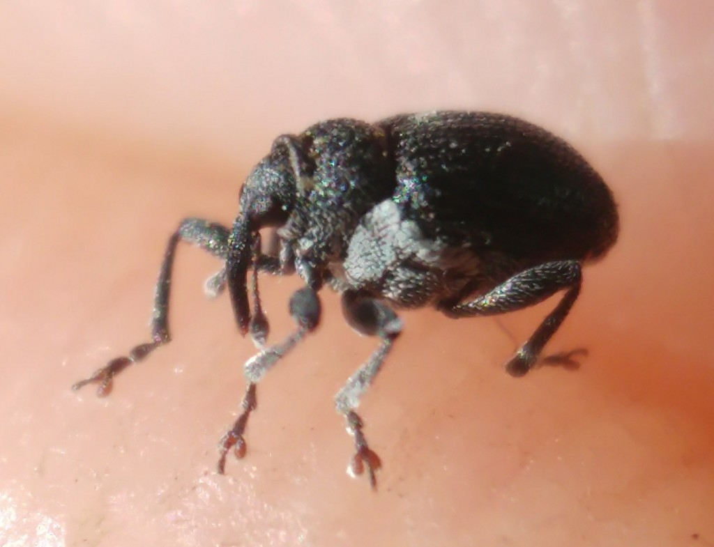 Ceutorhynchus intersetosus