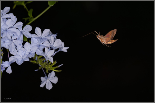 Double-Striped Basiothia