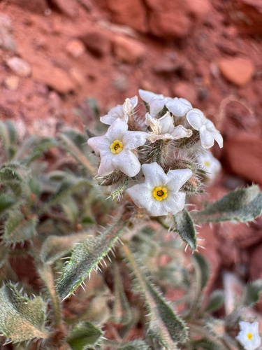 Osterhout's Cryptantha (Oreocarya osterhoutii)