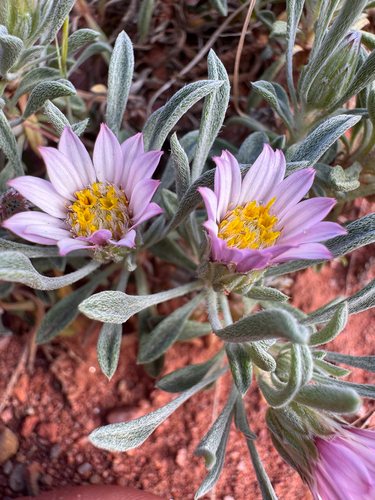 Hoary Townsend Daisy (Townsendia incana)