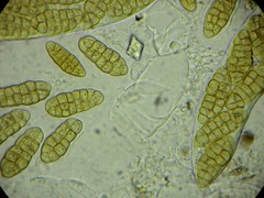 Stemphylium vesicarium