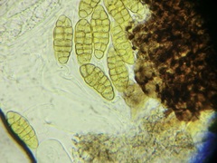 Stemphylium vesicarium
