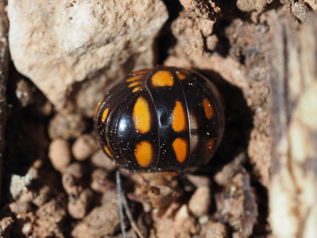 Glomeris guttata