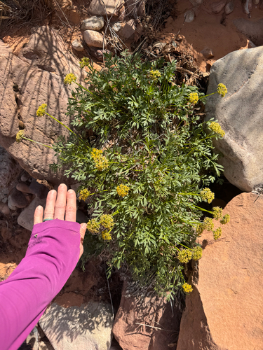 canyonlands biscuitroot (Lomatium latilobum)
