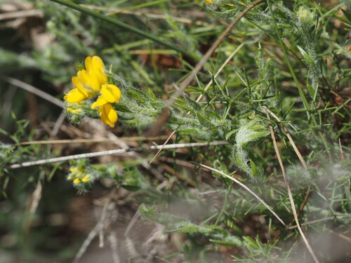 Spanish Gorse (Genista hispanica)