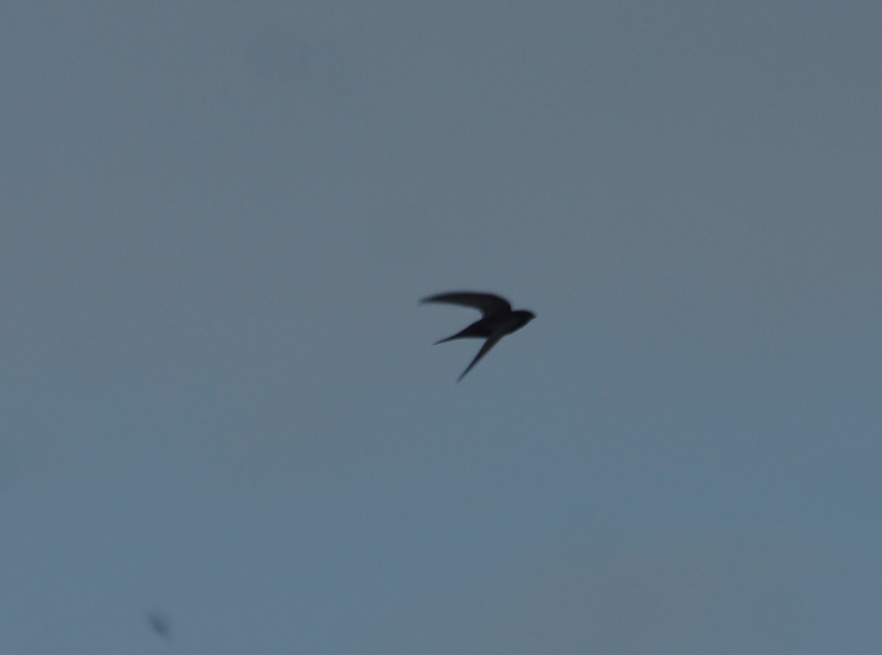 Apus apus (Linnaeus, 1758)
