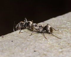Polyrhachis wolfi
