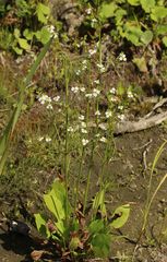 Alisma plantago-aquatica