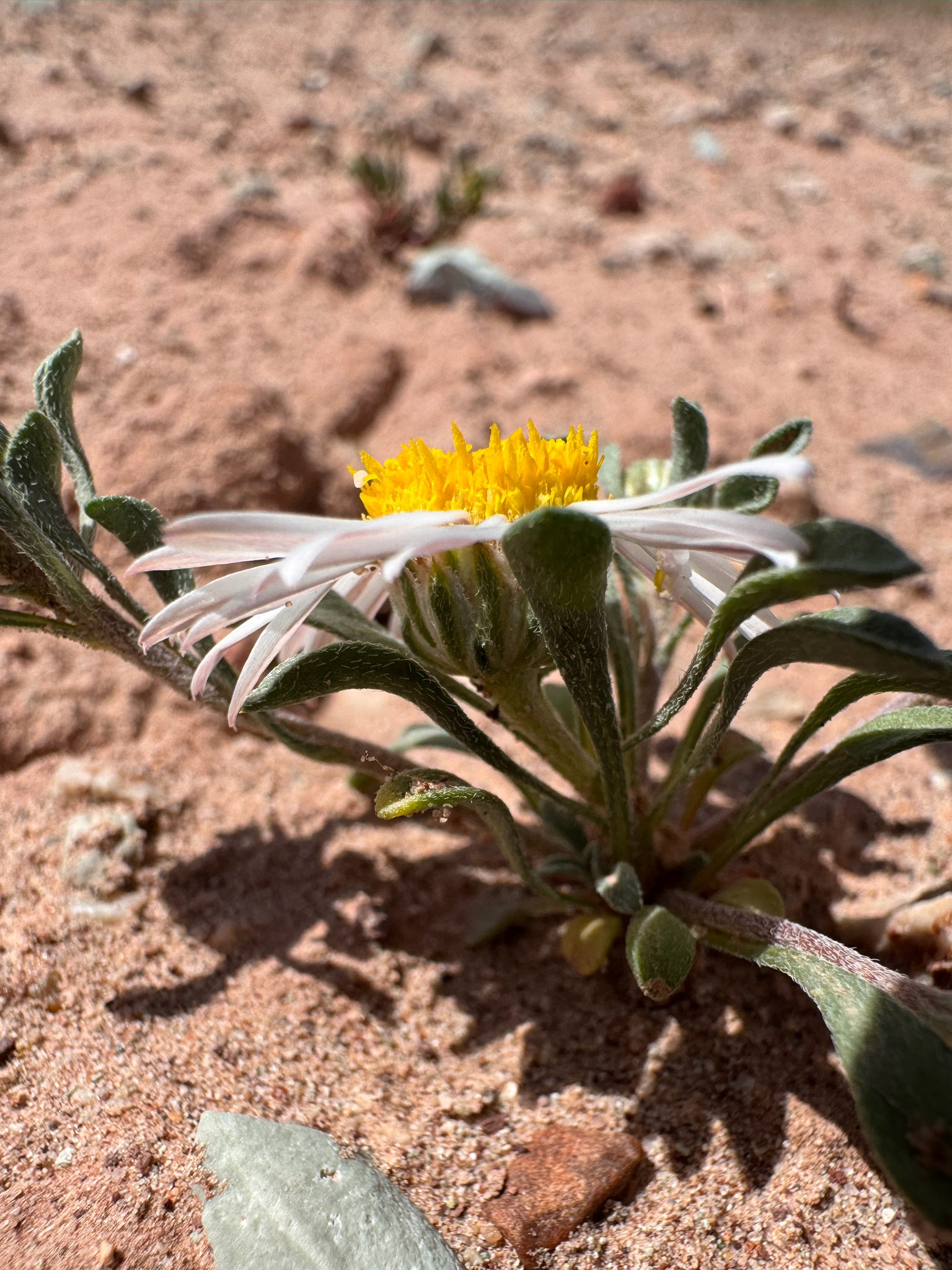 Annual Townsend Daisy (Townsendia annua)