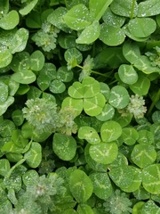 Trifolium repens repens