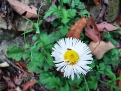 Erigeron dryophyllus