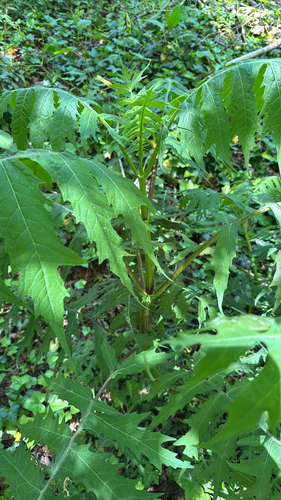 Tennessee leafcup (Polymnia laevigata)