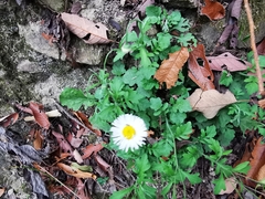 Erigeron dryophyllus