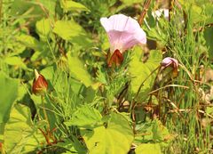 Calystegia sepium americana