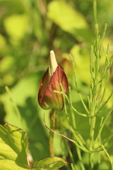 Calystegia sepium americana