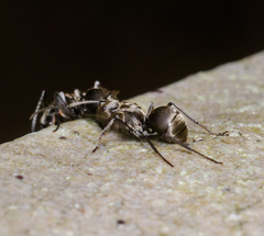 Polyrhachis wolfi