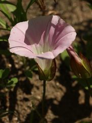 Calystegia sepium americana